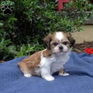 Cherry, Shih Tzu Puppy